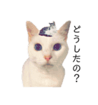 猫学生の日常〜コロナ対策を添えて〜（個別スタンプ：2）