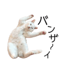 猫学生の日常〜コロナ対策を添えて〜（個別スタンプ：4）