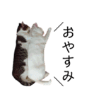 猫学生の日常〜コロナ対策を添えて〜（個別スタンプ：5）