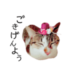 猫学生の日常〜コロナ対策を添えて〜（個別スタンプ：6）