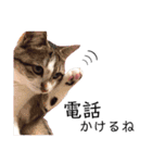猫学生の日常〜コロナ対策を添えて〜（個別スタンプ：7）