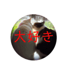 猫学生の日常〜コロナ対策を添えて〜（個別スタンプ：8）