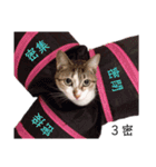 猫学生の日常〜コロナ対策を添えて〜（個別スタンプ：10）