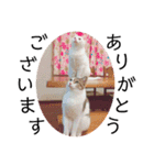 猫学生の日常〜コロナ対策を添えて〜（個別スタンプ：11）