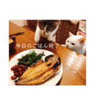 猫学生の日常〜コロナ対策を添えて〜（個別スタンプ：16）