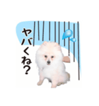 リオくん♂スタンプ（個別スタンプ：5）