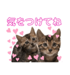 ベンガル姉妹 モアナ＆ルアナ2（個別スタンプ：1）
