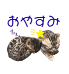 ベンガル姉妹 モアナ＆ルアナ2（個別スタンプ：2）