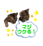 ベンガル姉妹 モアナ＆ルアナ2（個別スタンプ：5）