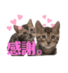 ベンガル姉妹 モアナ＆ルアナ2（個別スタンプ：8）