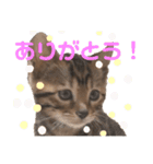 ベンガル姉妹 モアナ＆ルアナ2（個別スタンプ：9）