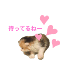 三毛猫たま2（個別スタンプ：1）