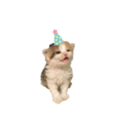 三毛猫たま2（個別スタンプ：6）