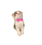 三毛猫たま2（個別スタンプ：7）