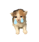 三毛猫たま2（個別スタンプ：8）