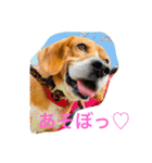 ライリーといっしょ♡（個別スタンプ：11）