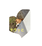 ライリーといっしょ♡（個別スタンプ：13）