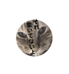 茶トラねこの日常スタンプ2（個別スタンプ：3）