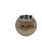 茶トラねこの日常スタンプ2（個別スタンプ：6）