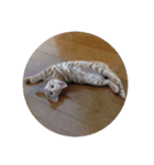 茶トラねこの日常スタンプ2（個別スタンプ：8）