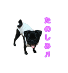 愛犬あむスタンプ①（個別スタンプ：3）