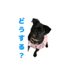 愛犬あむスタンプ①（個別スタンプ：4）