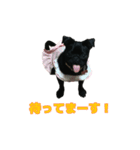 愛犬あむスタンプ①（個別スタンプ：5）
