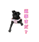 愛犬あむスタンプ①（個別スタンプ：6）