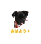 愛犬あむスタンプ①（個別スタンプ：9）