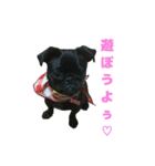 愛犬あむスタンプ①（個別スタンプ：10）