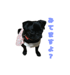 愛犬あむスタンプ①（個別スタンプ：12）