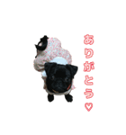愛犬あむスタンプ①（個別スタンプ：13）