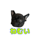 愛犬あむスタンプ①（個別スタンプ：14）