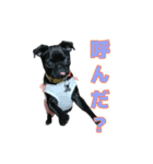 愛犬あむスタンプ①（個別スタンプ：15）
