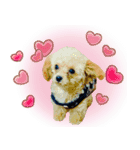 MIHIRO♡愛犬マロン（個別スタンプ：3）