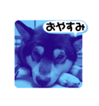 カラフル黒柴（個別スタンプ：3）