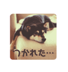 カラフル黒柴（個別スタンプ：4）