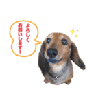 ダックスフンドのハッピー 《日常》（個別スタンプ：7）