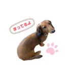 ダックスフンドのハッピー 《日常》（個別スタンプ：13）