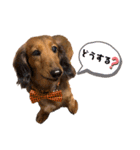 ダックスフンドのハッピー 《日常》（個別スタンプ：18）