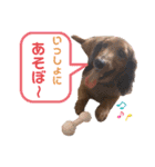 ダックスフンドのハッピー 《日常》（個別スタンプ：21）
