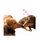 ダックスフンドのハッピー 《日常》（個別スタンプ：28）