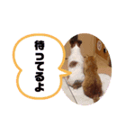 虎之助の日常withエルモ1（個別スタンプ：3）