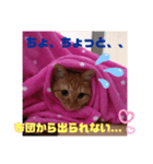虎之助の日常withエルモ1（個別スタンプ：4）