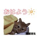 虎之助の日常withエルモ1（個別スタンプ：5）