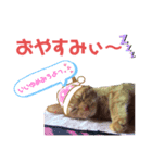 虎之助の日常withエルモ1（個別スタンプ：7）