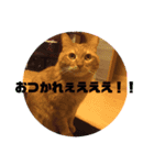 虎之助の日常withエルモ1（個別スタンプ：8）