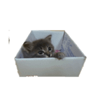ちゅちゅば（個別スタンプ：4）