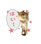 うちのあにまるず2！（個別スタンプ：1）