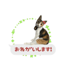 うちのあにまるず2！（個別スタンプ：2）